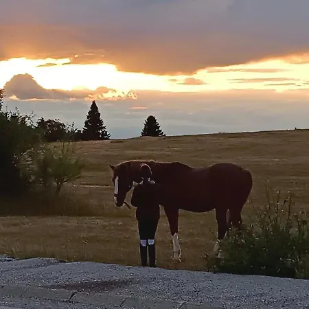 Brvnara Tarski Proplanak Kaludjerske Bare