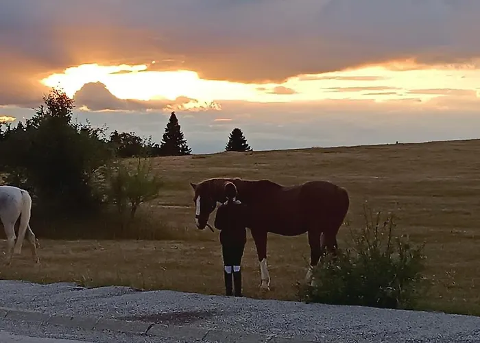 Brvnara Tarski Proplanak Kaludjerske Bare